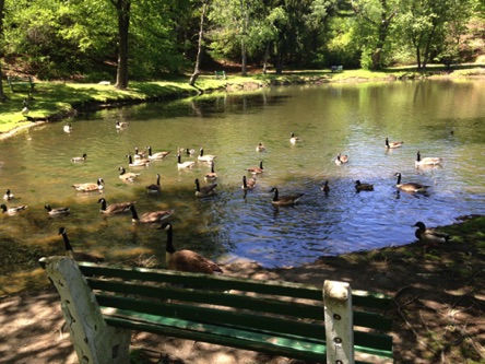 the duck pond at Hamilton Park